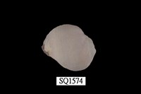 藏品(紫口珊瑚螺)的圖片